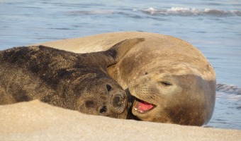 VILLA GESELL PARTICIP EN EL COSAPRO CON UNA EXPOSICIN SOBRE EL MONITOREO DE FAUNA MARINA
